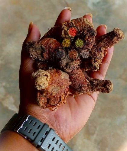 Whole Kulanjan Haldi