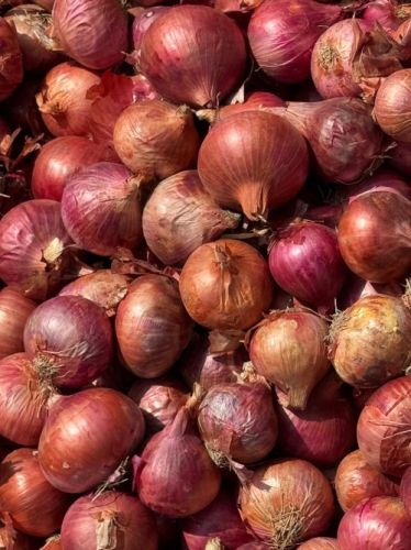 Fresh Red Onion