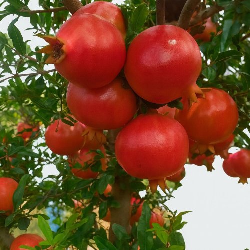 Fresh Pomegranate