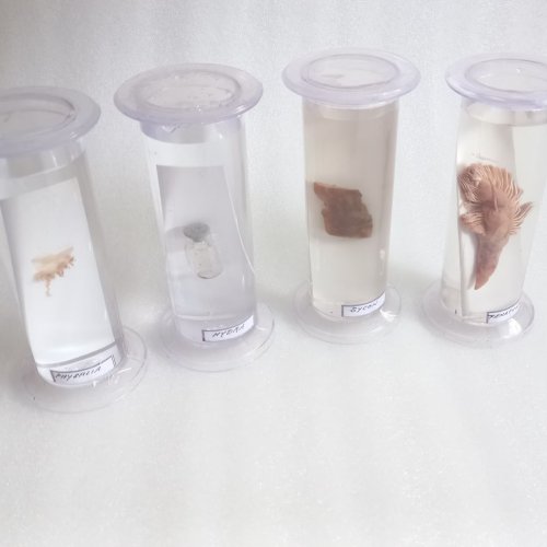 biology fiberglass special zoology specimen model