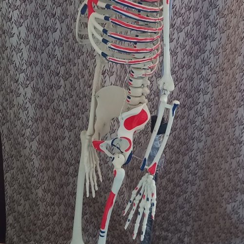 Human Skeleton Model