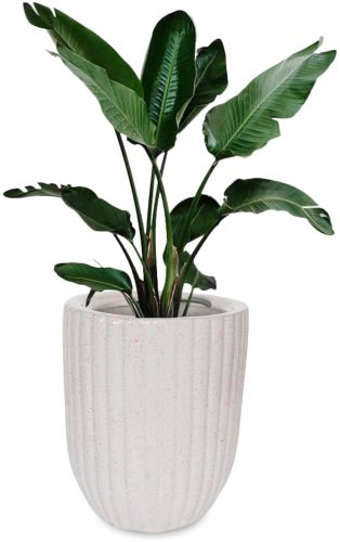 Ceramic Plant Pot