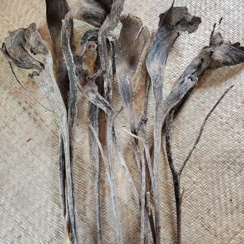 14 Inch Exotic Dried Flower