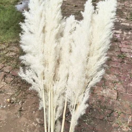 4 Feet Dried Off White Pampas Grass