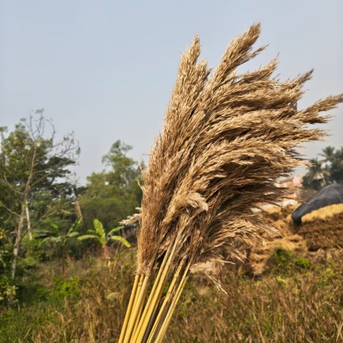 Brown Dried Pampas Grass