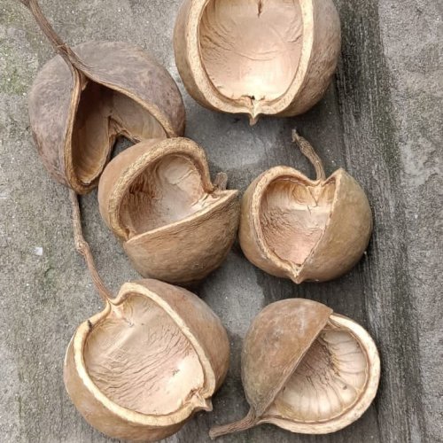 Dried Brown Buddha Nuts