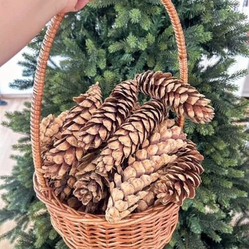 Dried Brown Long Pine Cone