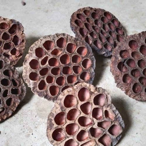 Dried Lotus Flower Pods