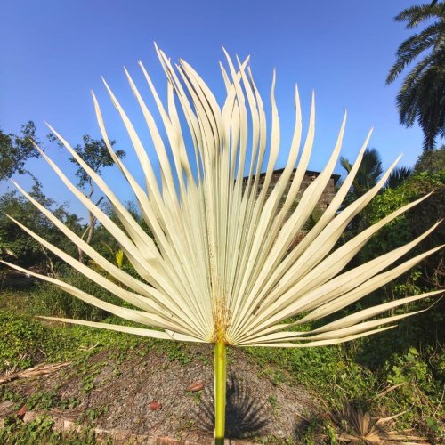 Dried Natural Palm Leaves