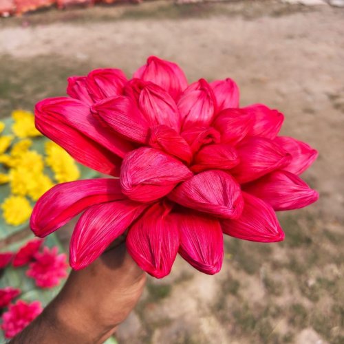 Dried Pink Corn Husk Flower