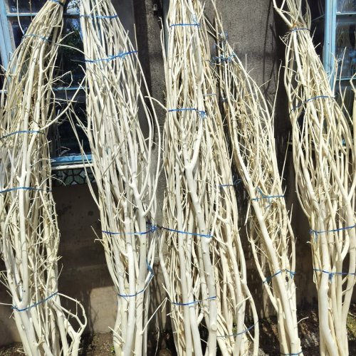 Natural Dried Curly Tree Branch