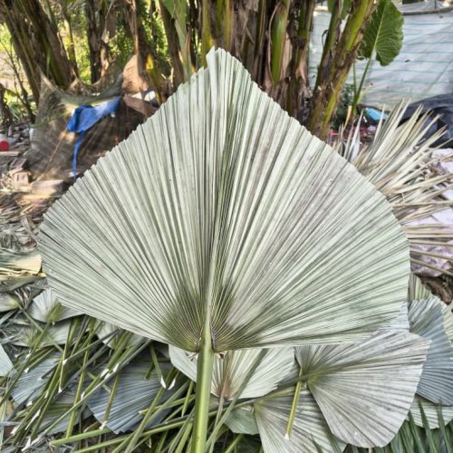 Multicolor Natural Dried Palm Leave