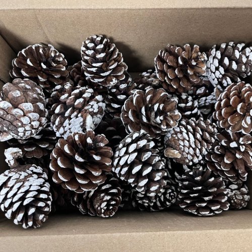 Natural Dried Pine Cones