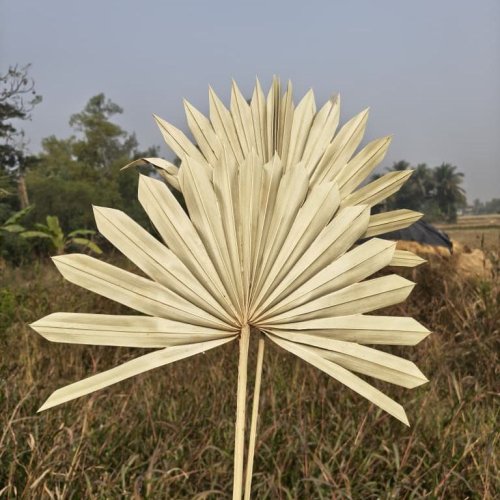 Natural Dried Sun Palm Leaf