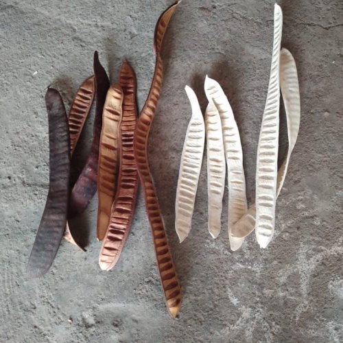 Dried Poinciana Seed Pods