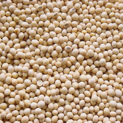 Dry Soybean Seeds