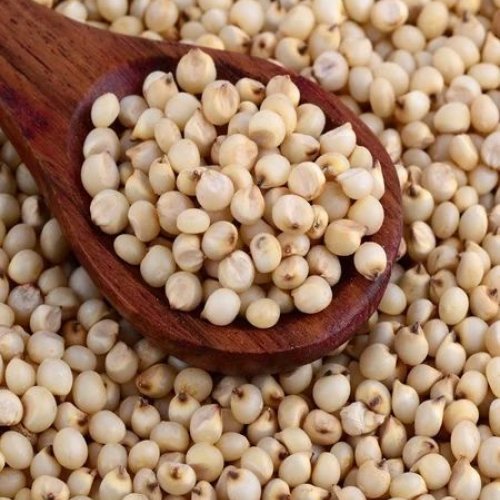Sorghum Millet Seeds