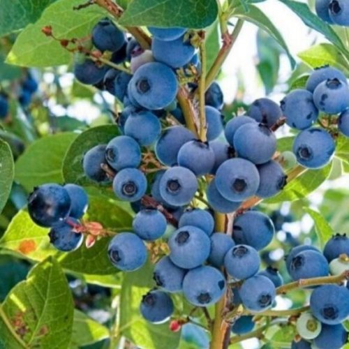Premium Blueberry Tissue Culture Plants