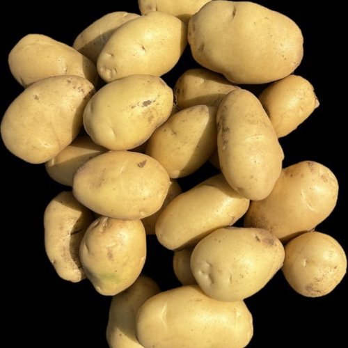 Pukhraj Potato