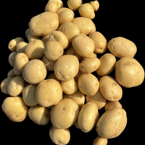 Yellow Khyati Potatoes