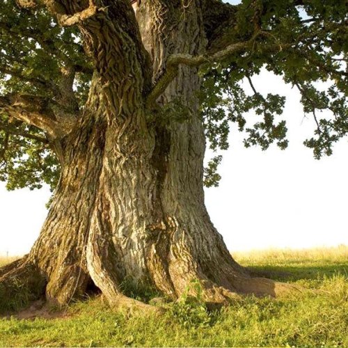 Massive Ancient Trunk Oak Tree