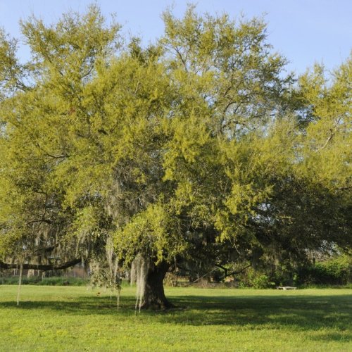 Premium Landscaping Mature Oak Trees
