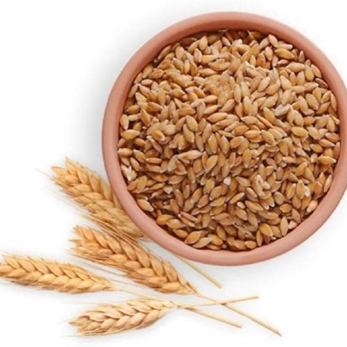 Organic Milling Wheat Grain