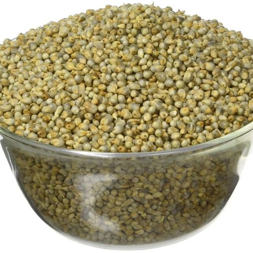 Organic Pearl Millet Grain