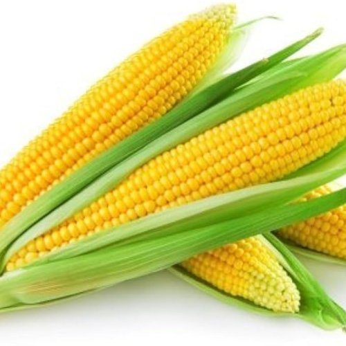 Yellow Fresh Maize Corn