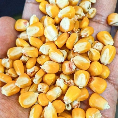 Yellow Natural Dry Maize
