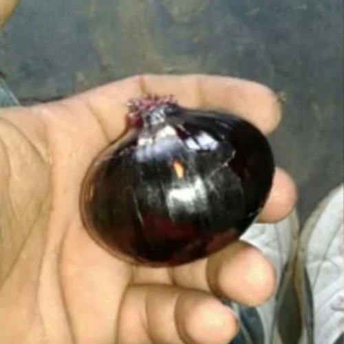 Black Onion Seeds