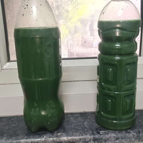 Liquid Spirulina Mother Culture