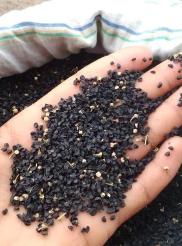 Poona Fursungi Red Onion Seeds