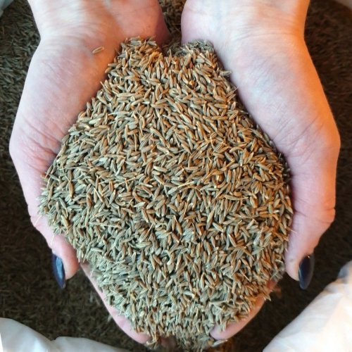 Cumin Seeds