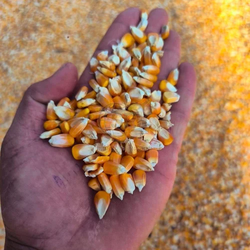 Yellow Maize Seeds