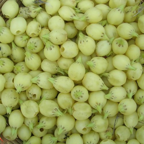 Mahua Fruit