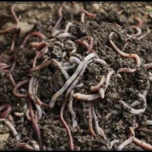 Vermicompost
