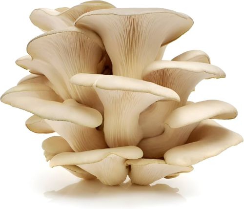 fresh oyster mushroom