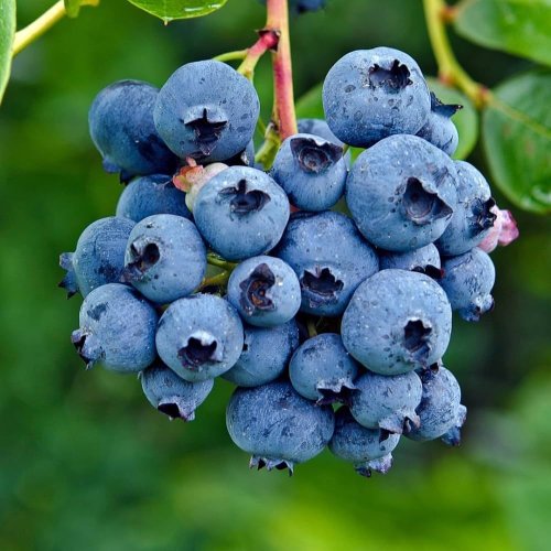 Blue Berry
