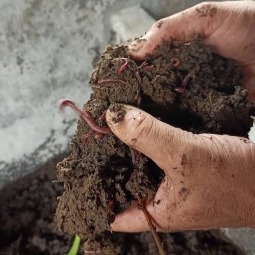 Organic Vermicompost
