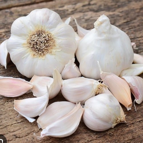 Fresh White Garlic