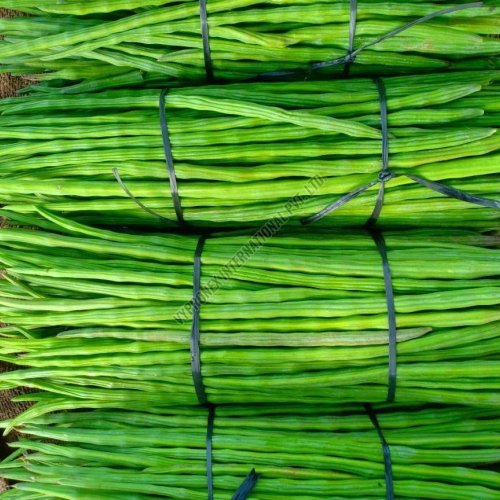 Fresh Green Drumstick