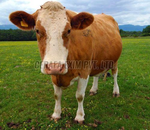 Concentrated Cow Wash Shampoo