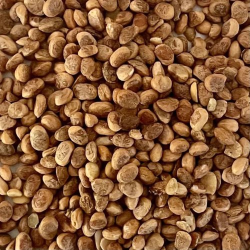 Brown Natural Chironji Seeds