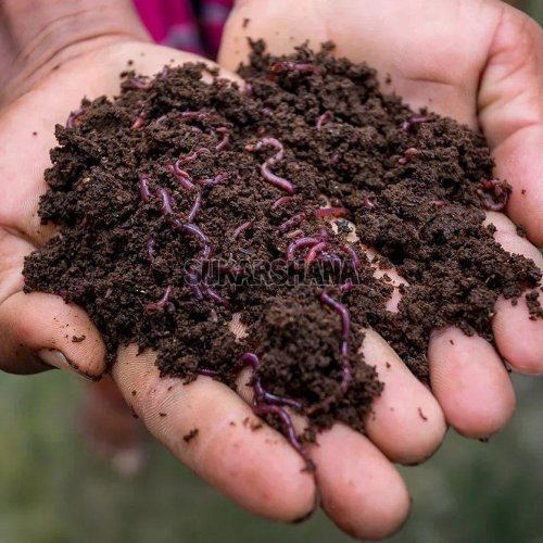Brown Vermicompost Fertilizer