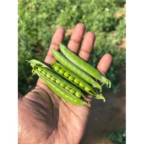 Beans