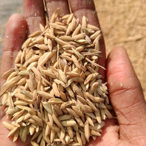 Dhan Seeds