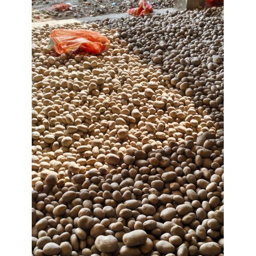 Jyoti Potatoes