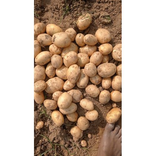 Pukhraj Potatoes