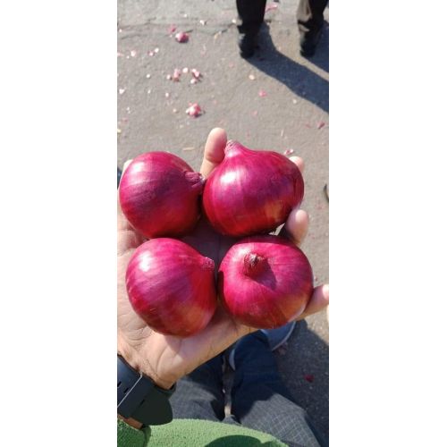 Red Onion